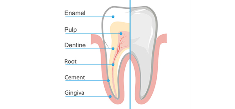 exposed dentin treatment