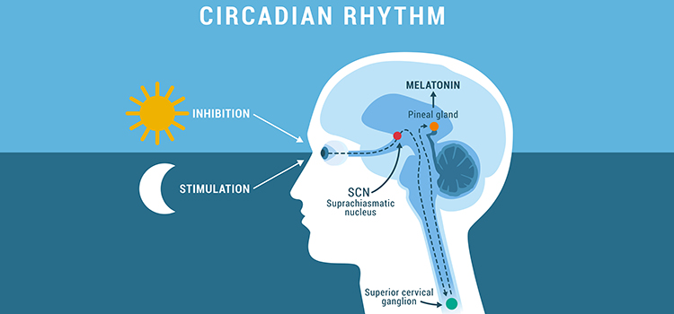 Melatonin for Teeth Grinding 