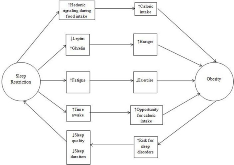 Sleep Diet and Exercise