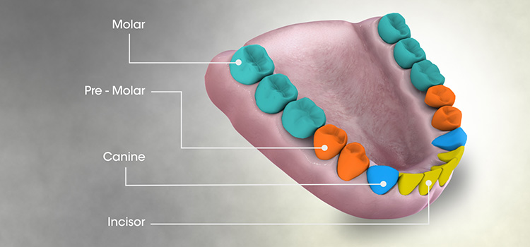 Types of Teeth